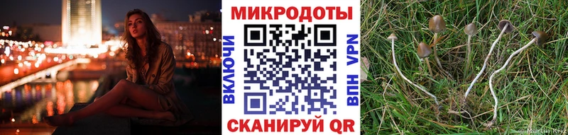 Псилоцибиновые грибы Psilocybine cubensis  Купить где  Полесск 
